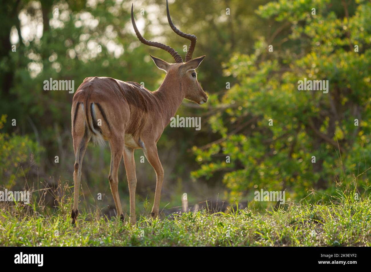Impala ram adult hi-res stock photography and images - Alamy
