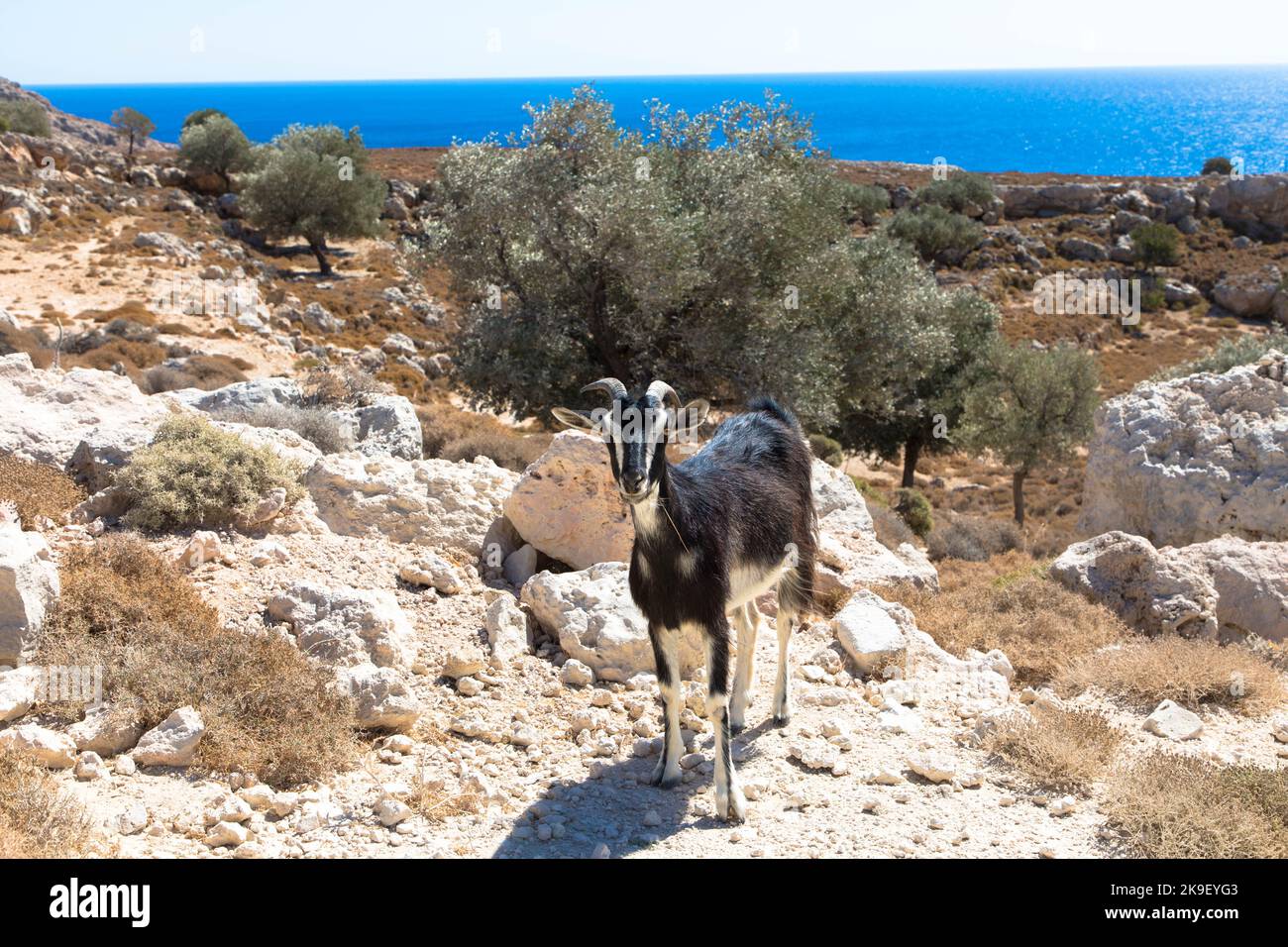 Goat grazing in rocky area of Rhodes Island aigainst blurred background. Domestic goats of Greece,  for milk production. Stock Photo