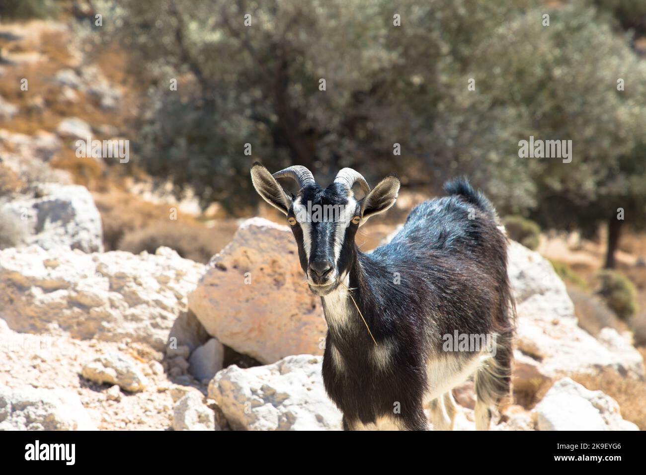 Goat grazing in rocky area of Rhodes Island aigainst blurred background. Domestic goats of Greece,  for milk production. Stock Photo