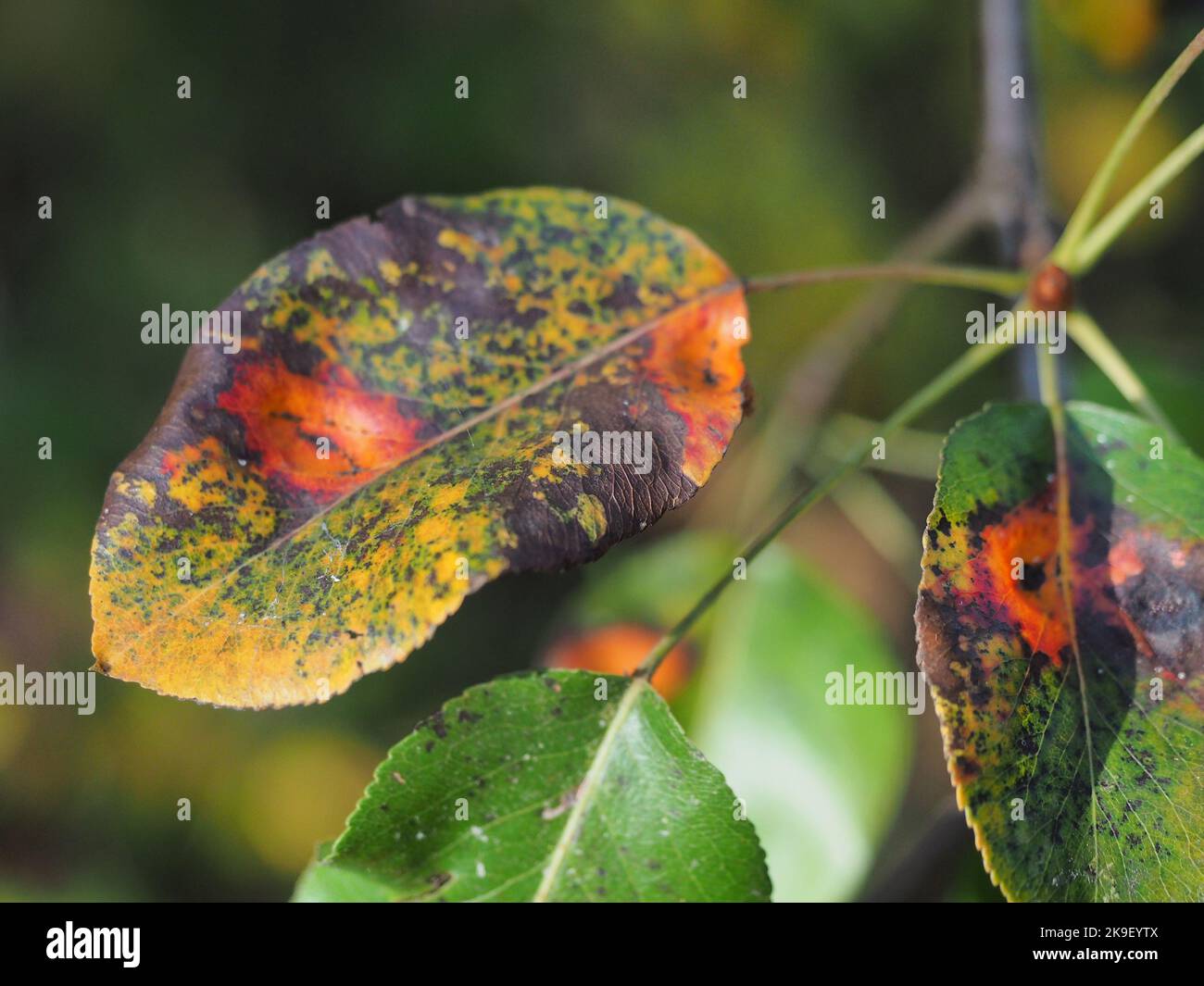 Pear Rust Gymnosporangium sabinae Stock Photo