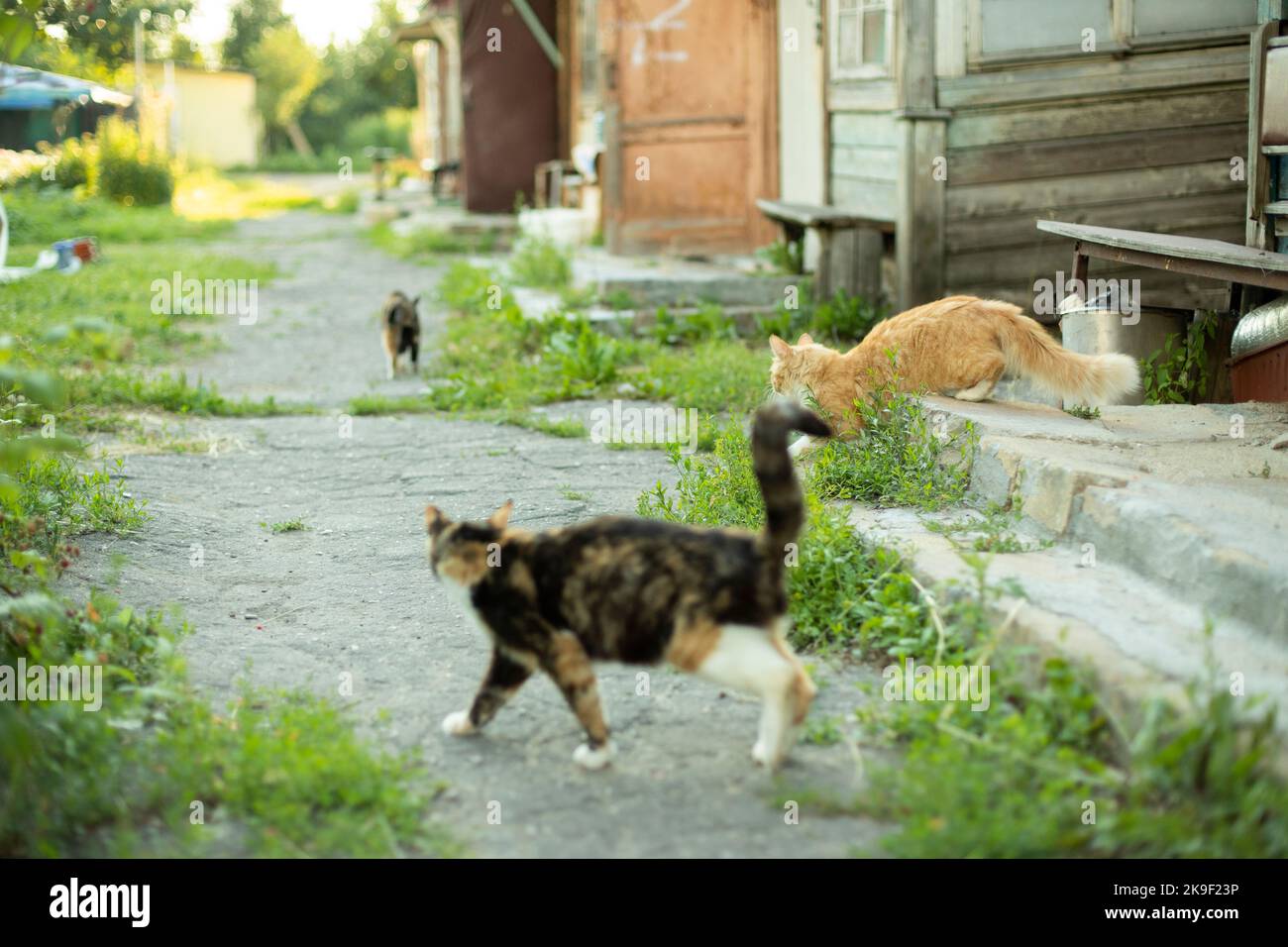 Cats running around yard. Pets outside in summer. Cat family. Homeless