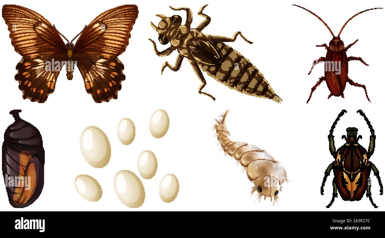 Collection of different insects vector illustration Stock Vector Image ...