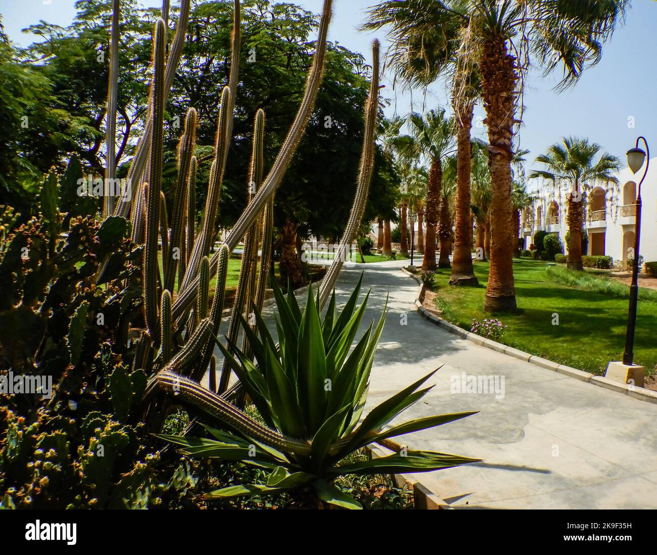 diferent cactus and plants on the path in egypt on vacation Stock Photo