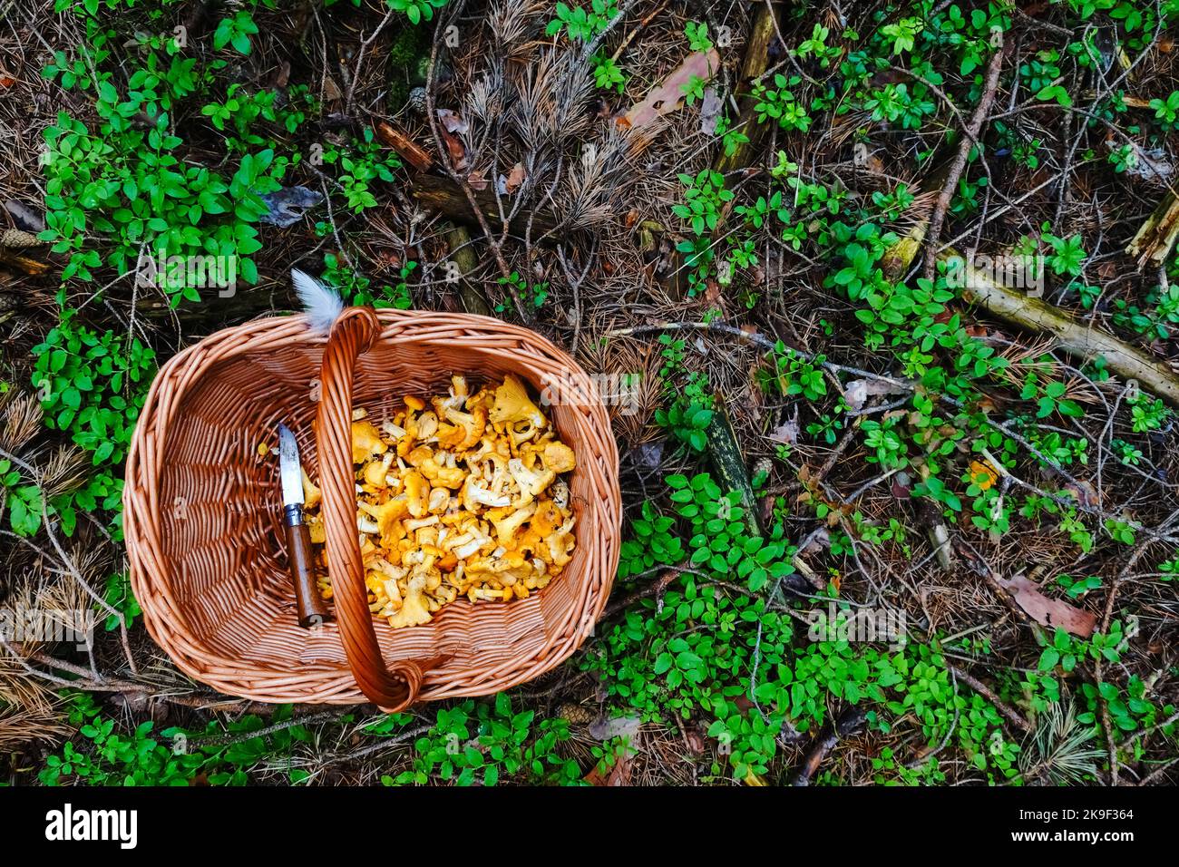 mushroom basket with a knife and lot of fresh yellow chanterelles Stock Photo