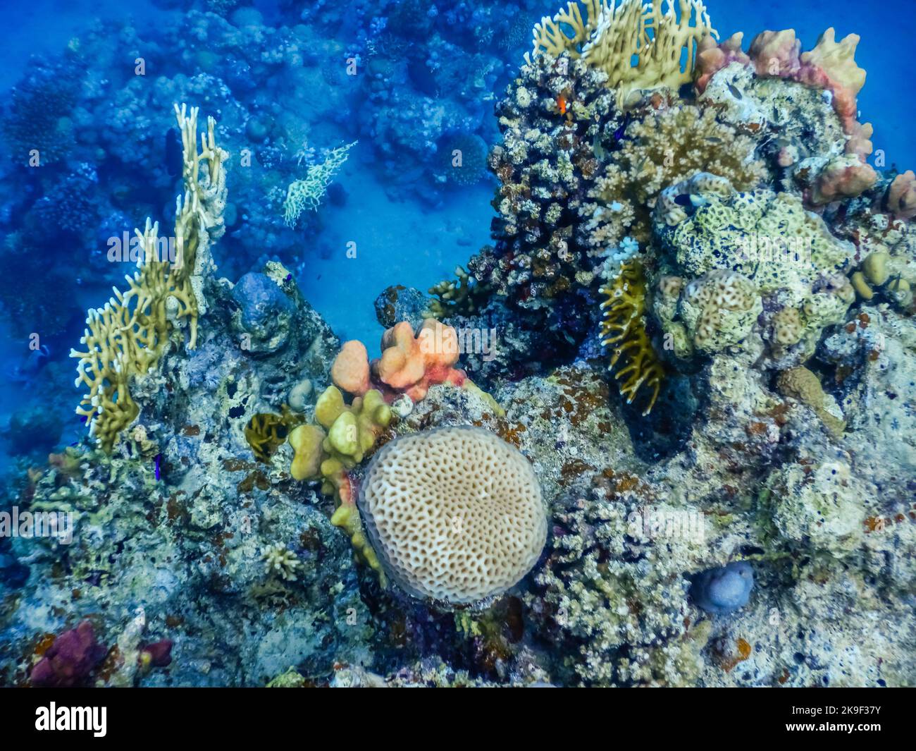 amazing corals in the red sea while diving in egypt on vacation Stock Photo
