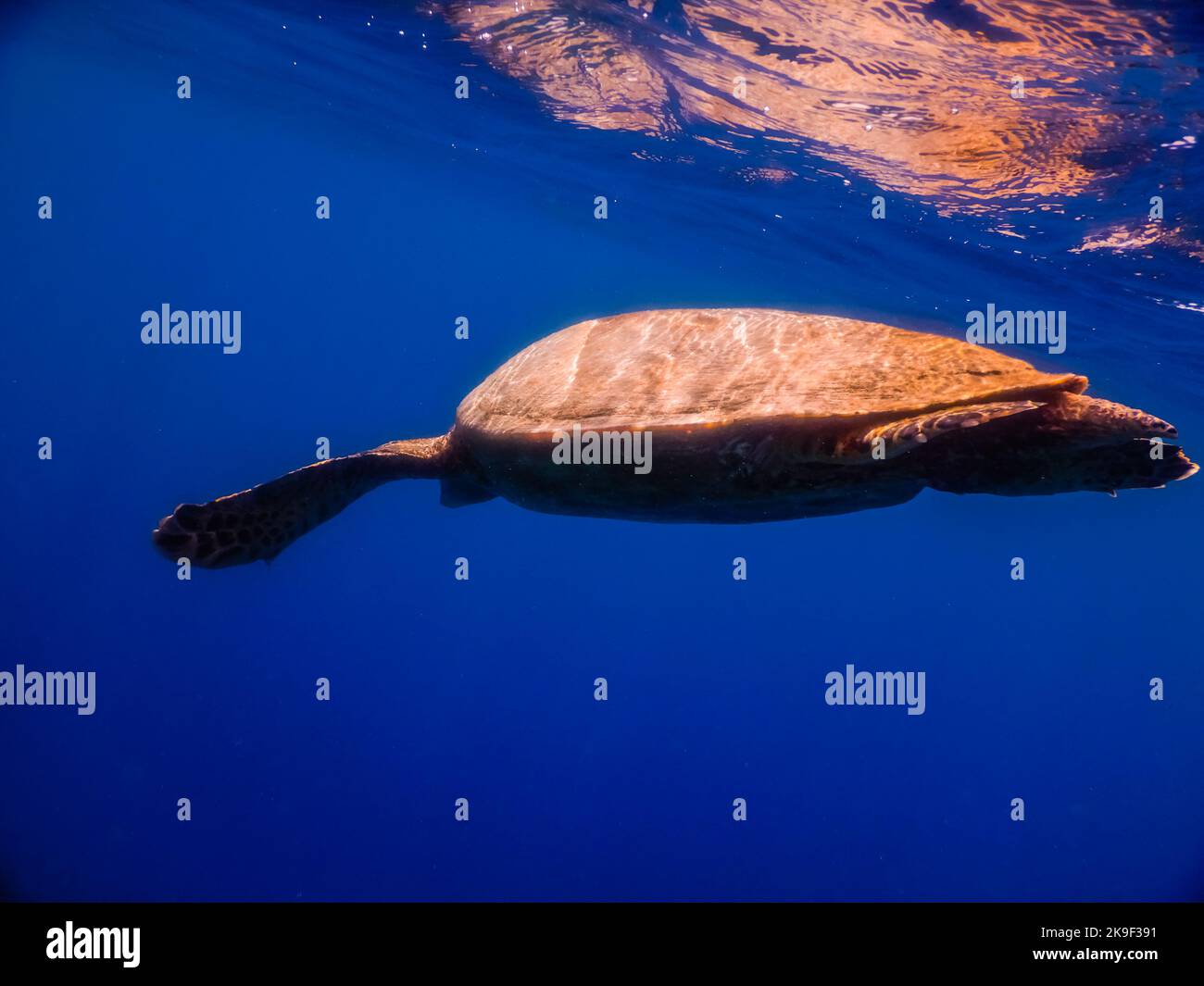 single green sea turtle after breathing at the surface in deep blue water with reflection Stock Photo