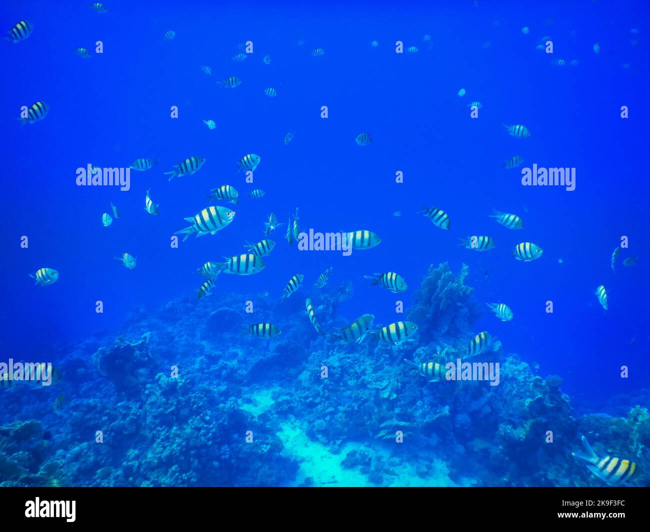 thousand of little indopazific sergeant fish in blue water during snorkeling in egypt Stock Photo