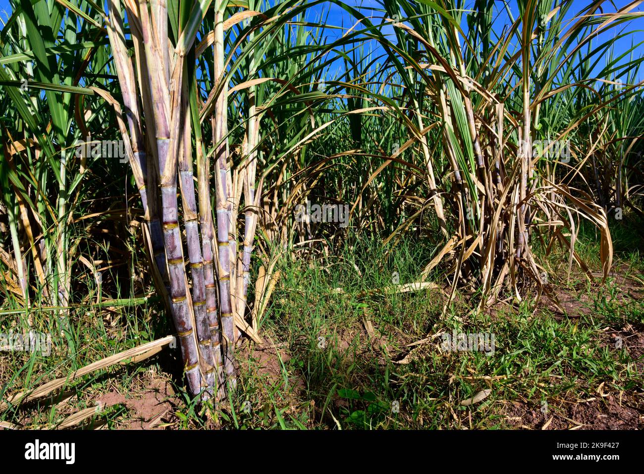 Sugarcane field with full grown crop, sugar cane agricultural economy
