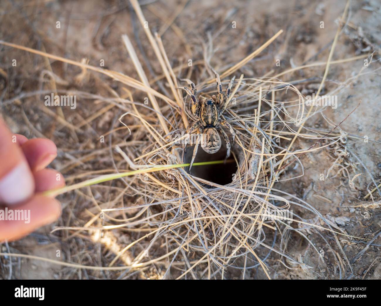Tarantula nest hi-res stock photography and images - Alamy