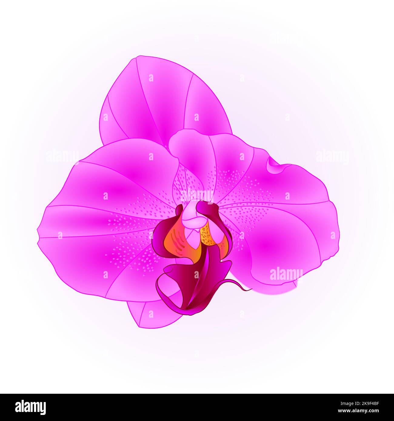 Purple beautiful Orchid Phalaenopsis flower closeup isolated vintage  vector illustration editable  hand draw Stock Vector
