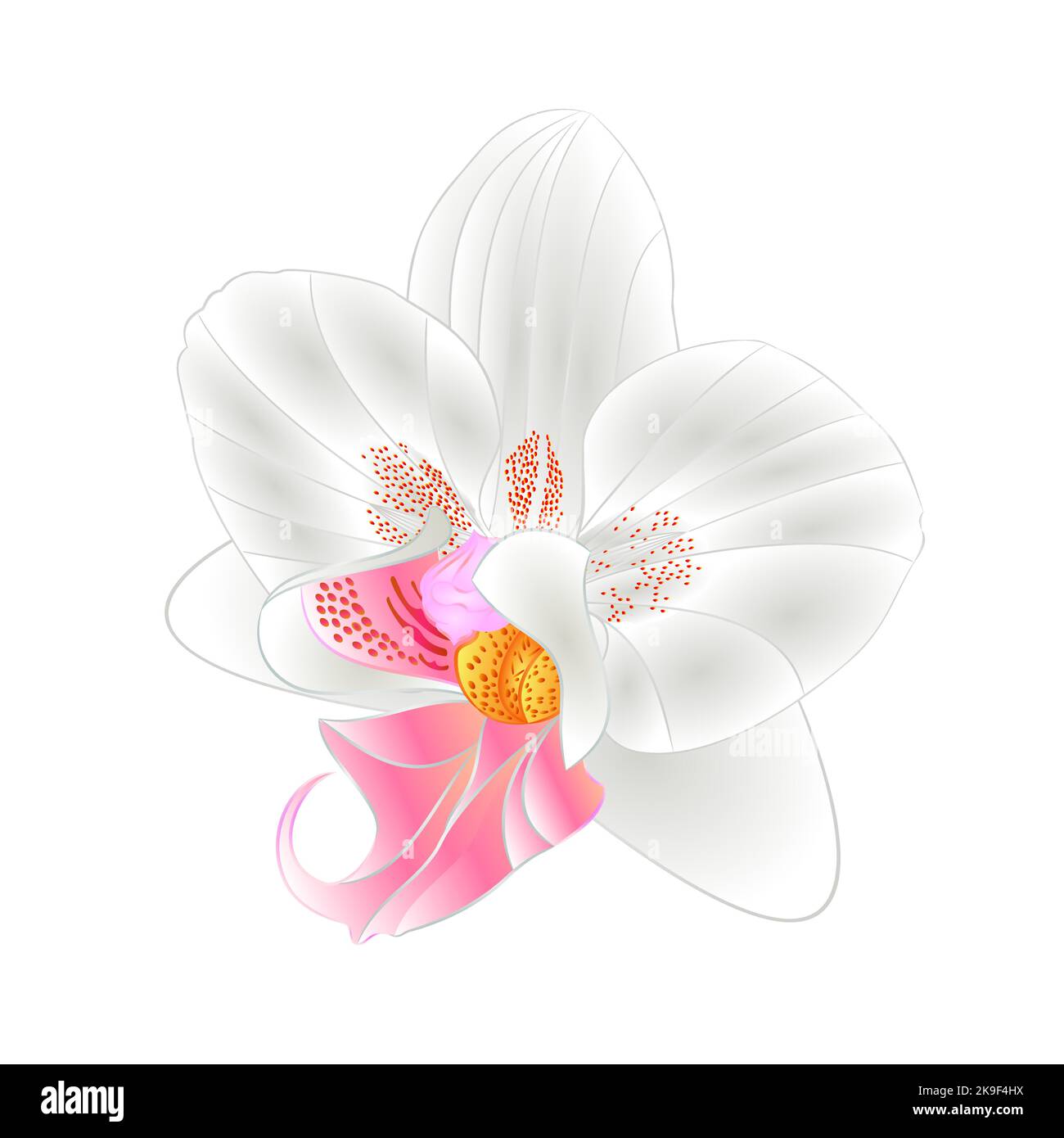 Orchid Phalaenopsis closeup white  beautiful flower  isolated vintage  vector illustration editable  hand draw Stock Vector