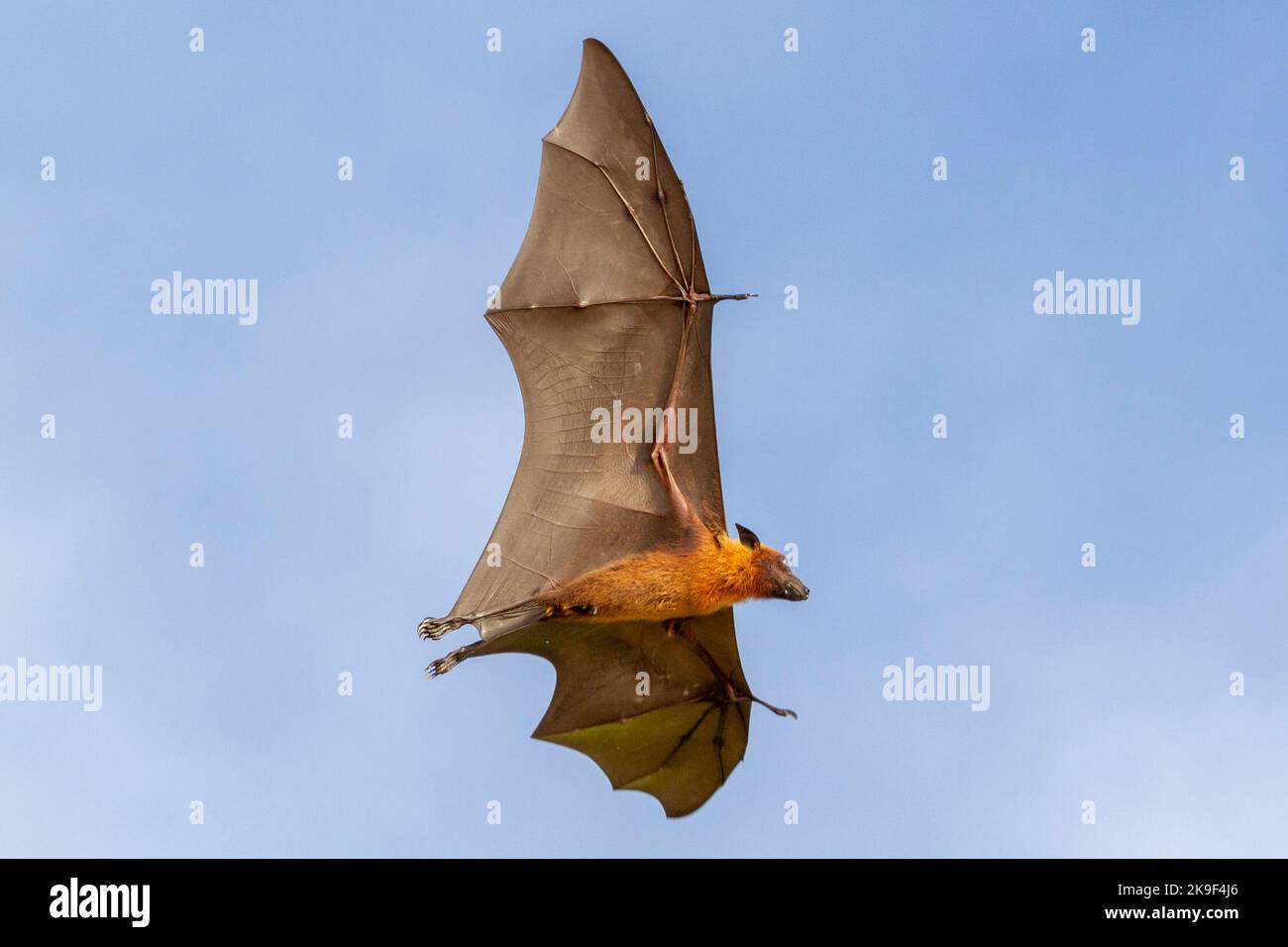 A male Flying fox or Fruit bat flying in the Maldives Stock Photo - Alamy