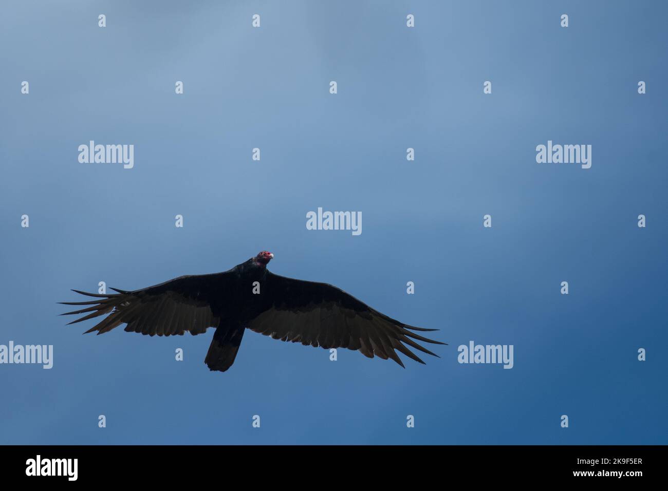 Turkey Vulture flying through bright blue skies Stock Photo