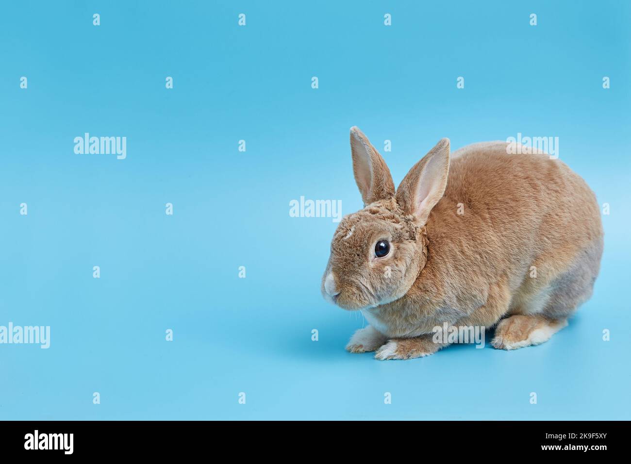Decorative dwarf rex rabbit on a blue background. Easter banner with copy space Stock Photo