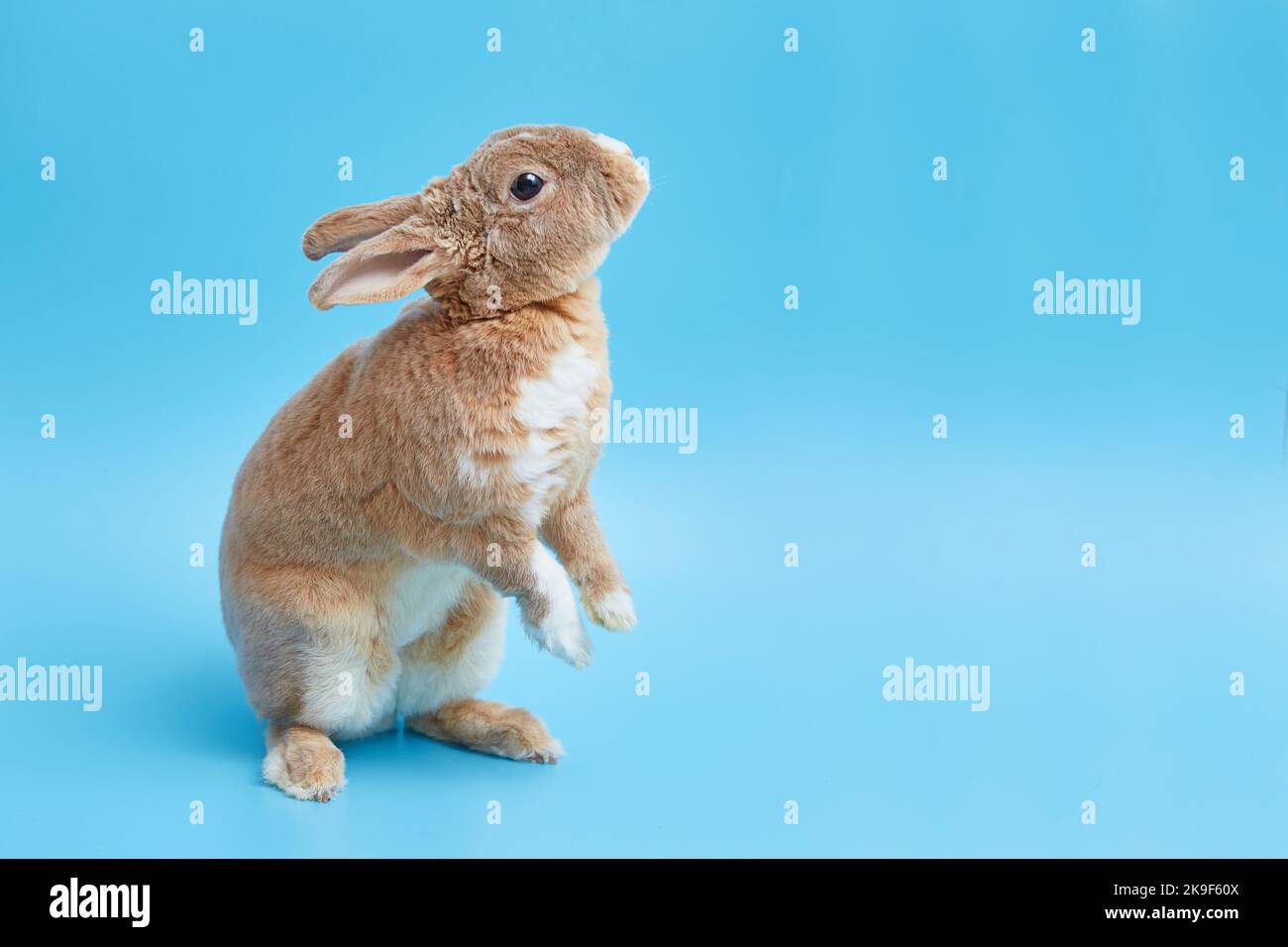 Greeting Easter card with cute bunny and space for text or product. Decorative dwarf rex rabbit on a blue background Stock Photo