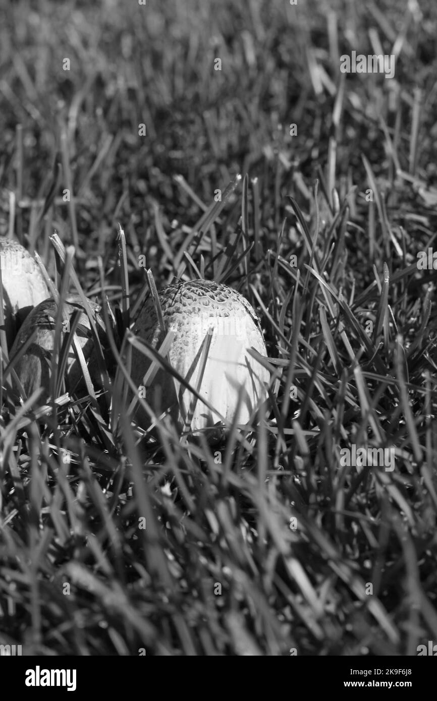 Group of wild mushrooms growing in the fields in a black and white