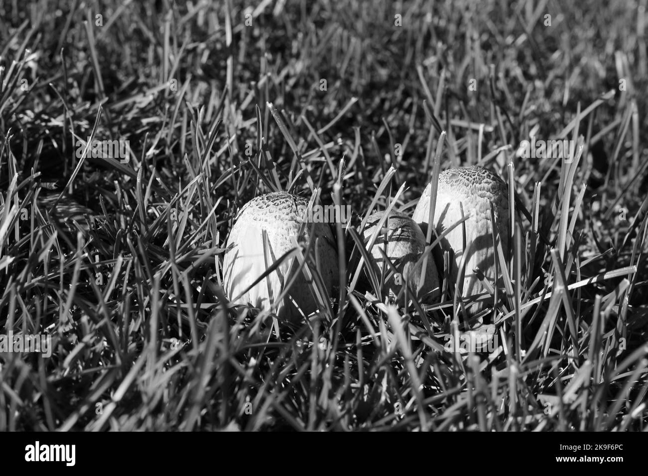 Group of wild mushrooms growing in the fields in a black and white