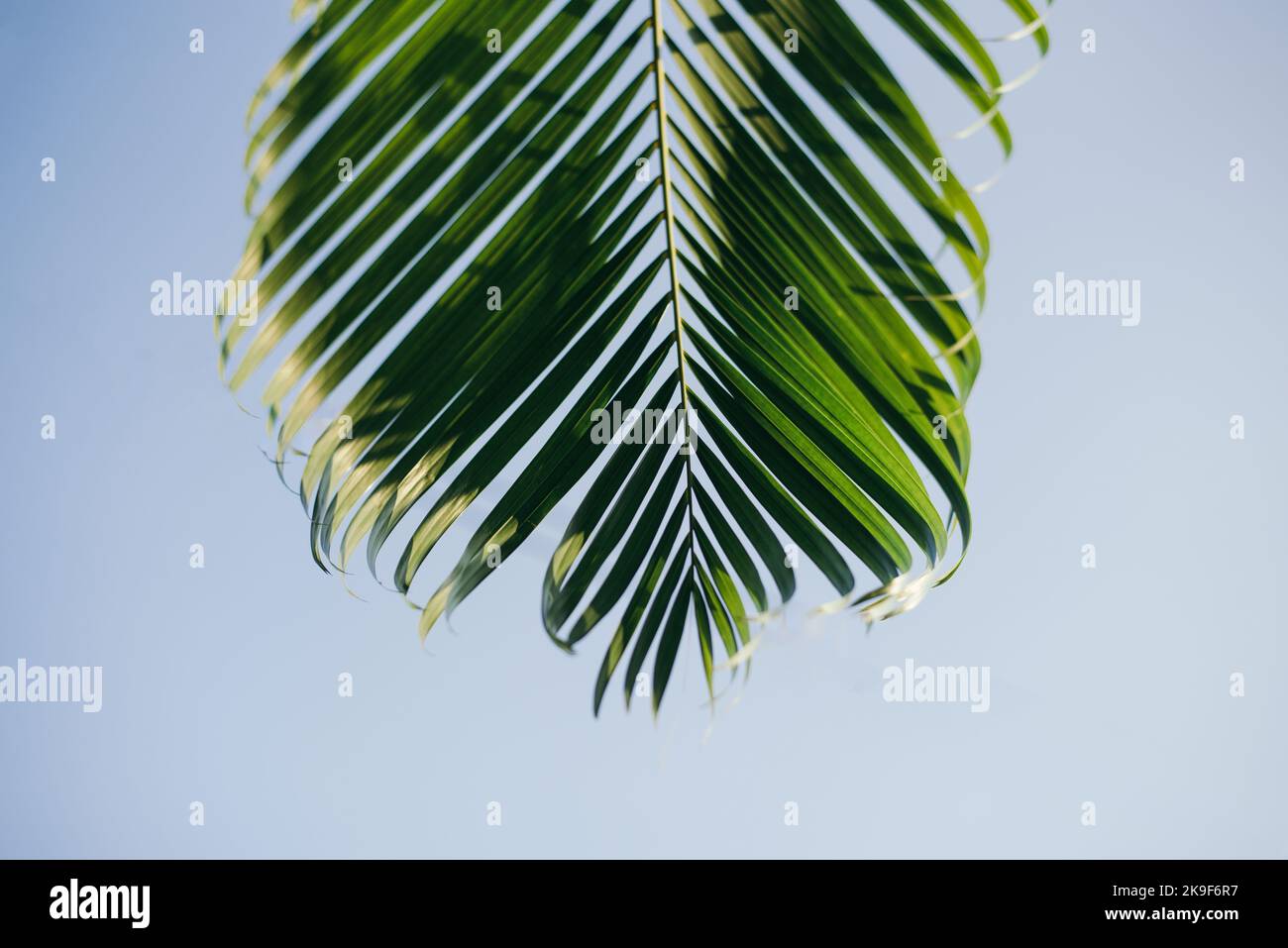 Green coconut palm leaf in blue sky background Stock Photo