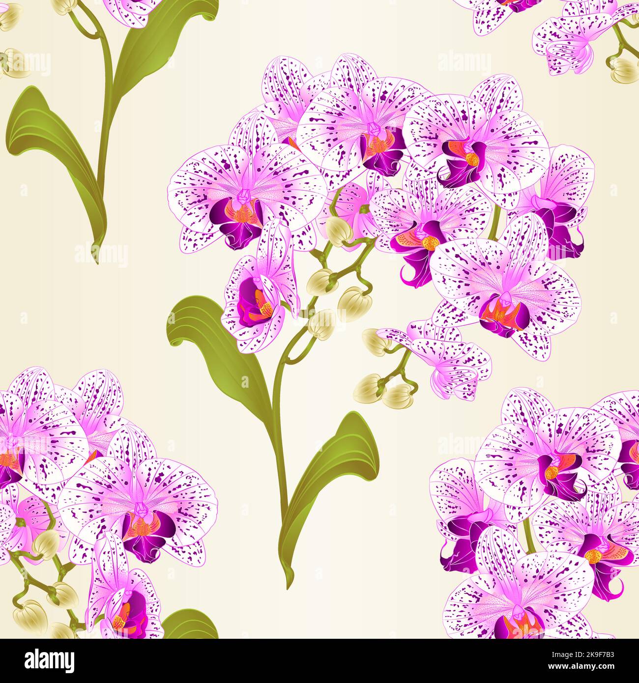 Seamless Texture Branches Orchid Phalaenopsis Purple And White Flowers