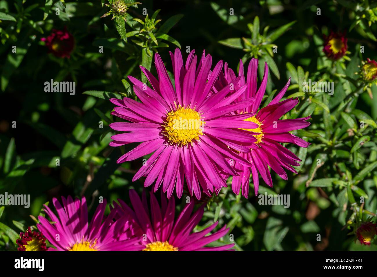 Aster novi belgii 'Bahamas' a magenta pink herbaceous summer autumn perennial flower plant commonly known as Michaelmas daisy stock photo image Stock Photo
