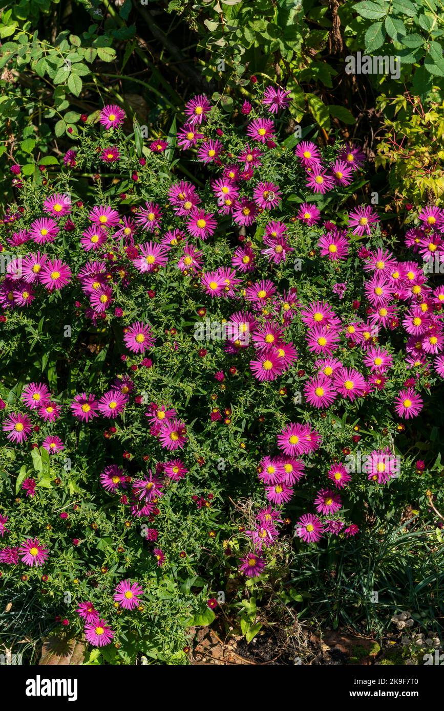 Aster novi belgii 'Bahamas' a magenta pink herbaceous summer autumn perennial flower plant commonly known as Michaelmas daisy stock photo image Stock Photo