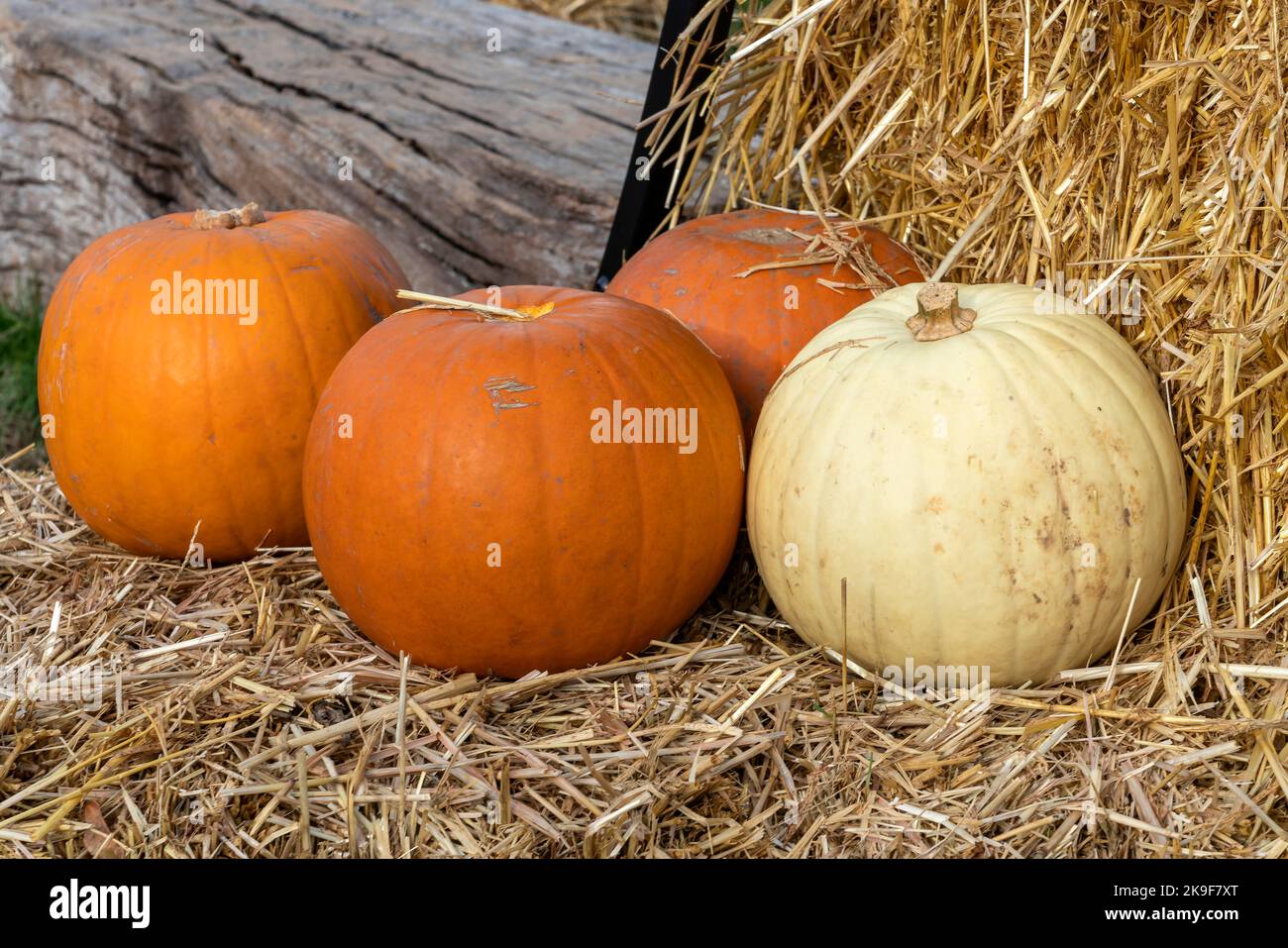 Pumpkin (cucurbita) an orange or white winter vegetable squash used for a Halloween display, stock photo image Stock Photo