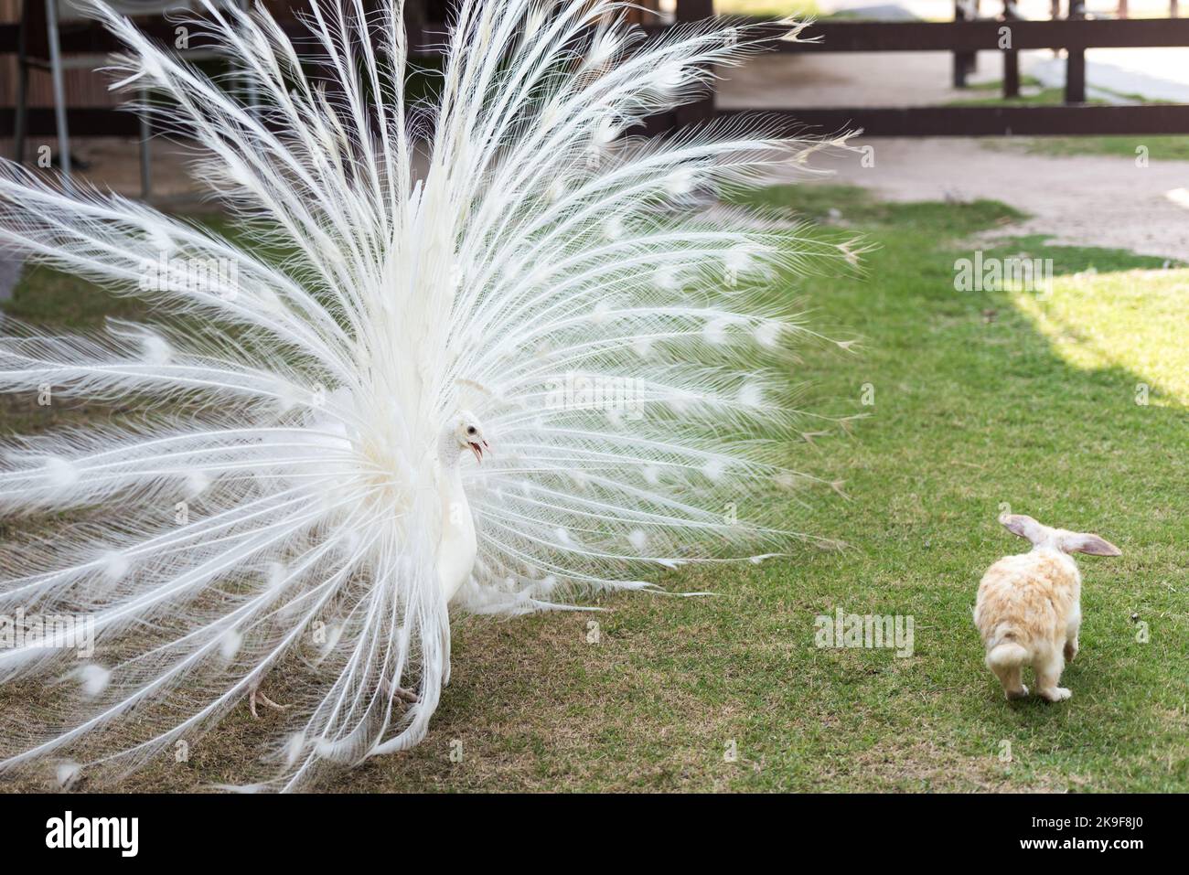Peacock chasing Rabbit on green grass. Home decorative rabbit outdoors