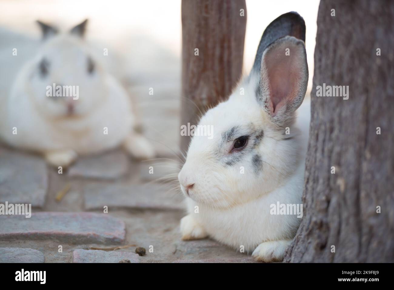 Rabbit resting on the ground. Home decorative rabbit outdoors. Little bunny, Year of the Rabbit Zodiac, Easter bunny. Stock Photo