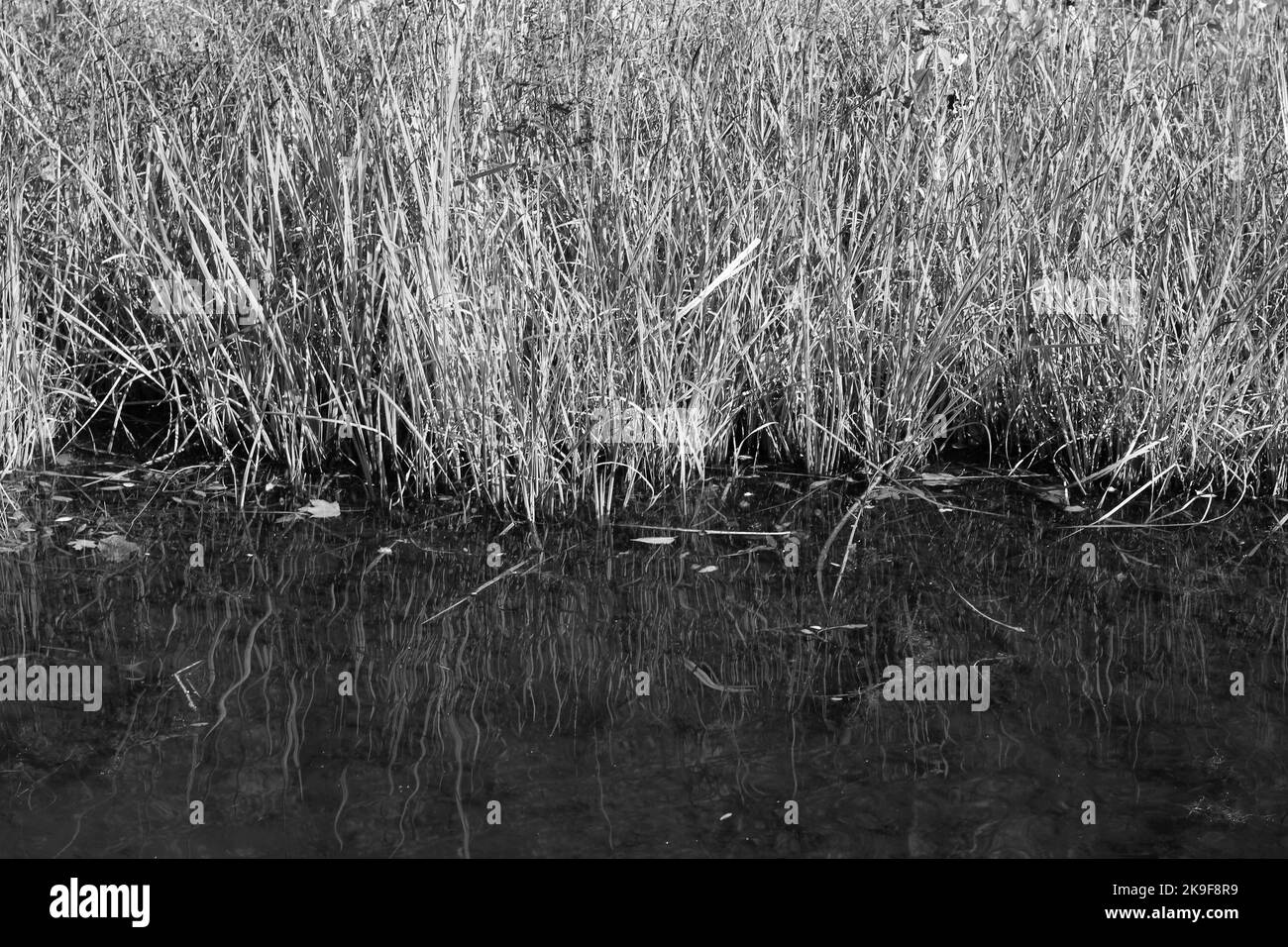 Typical common wild reeds and grasses growing along the shoreline in a