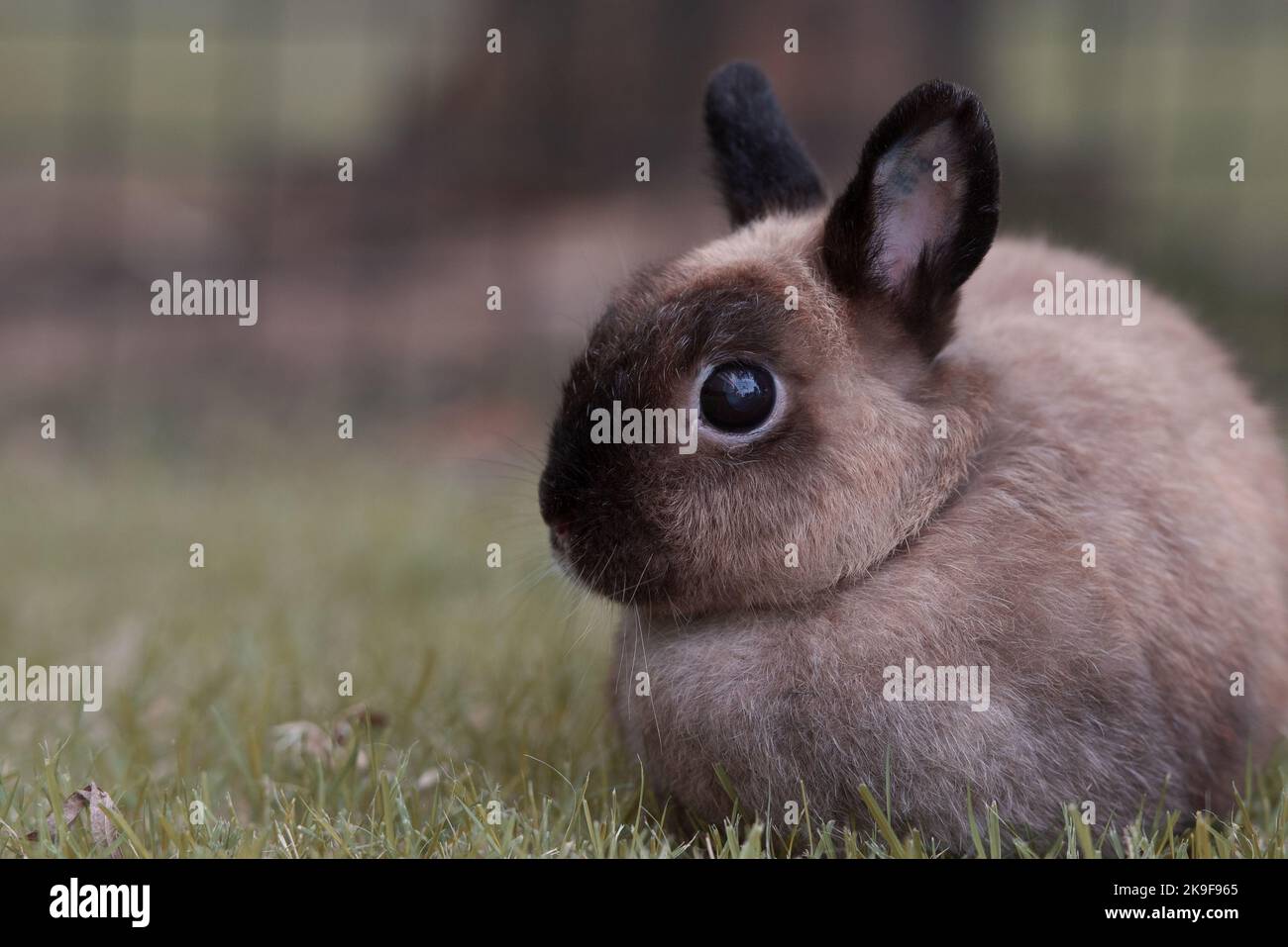 Rabbit on green grass. Home decorative rabbit outdoors. Little bunny