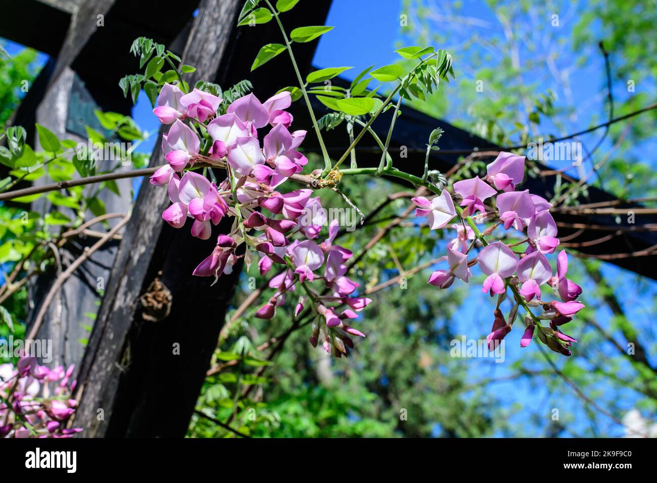 Close up of light pink Wisteria flowers and large green leaves towards clear blue sky in a garden in a sunny spring day, beautiful outdoor floral back Stock Photo