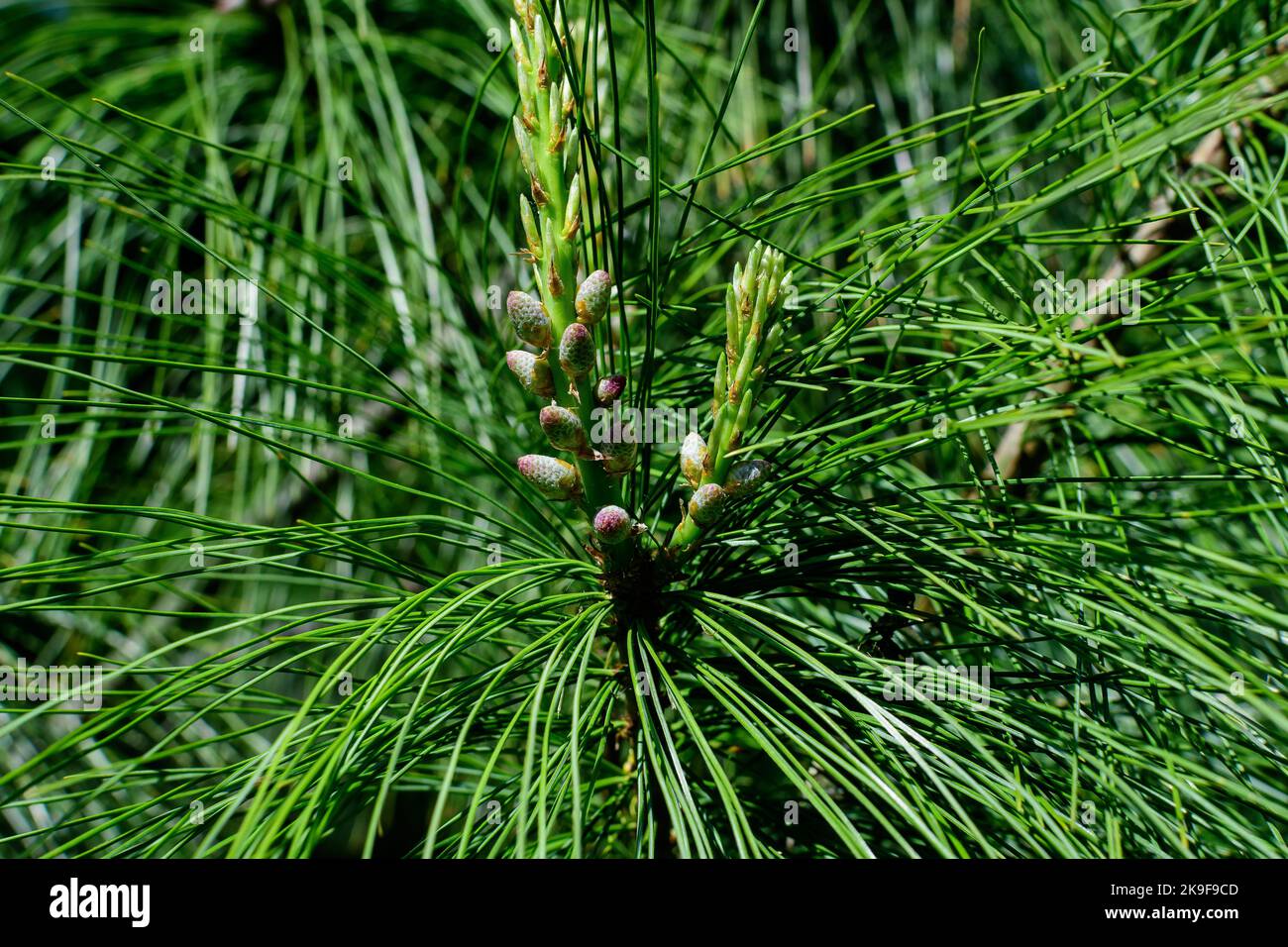 Close up of delicate small green leaves of pine conifer tree in a sunny spring garden, beautiful outdoor monochrome background photographed with selec Stock Photo