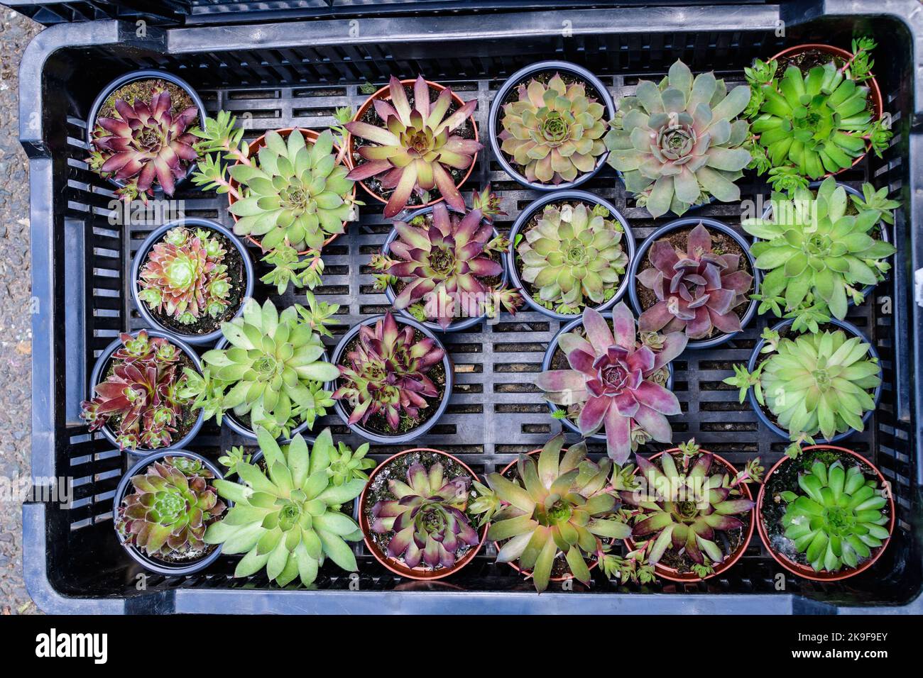 Mixed little green and red succulent plants with fresh leaves in small garden pots displayed for sale at a market n a sunny summer day Stock Photo