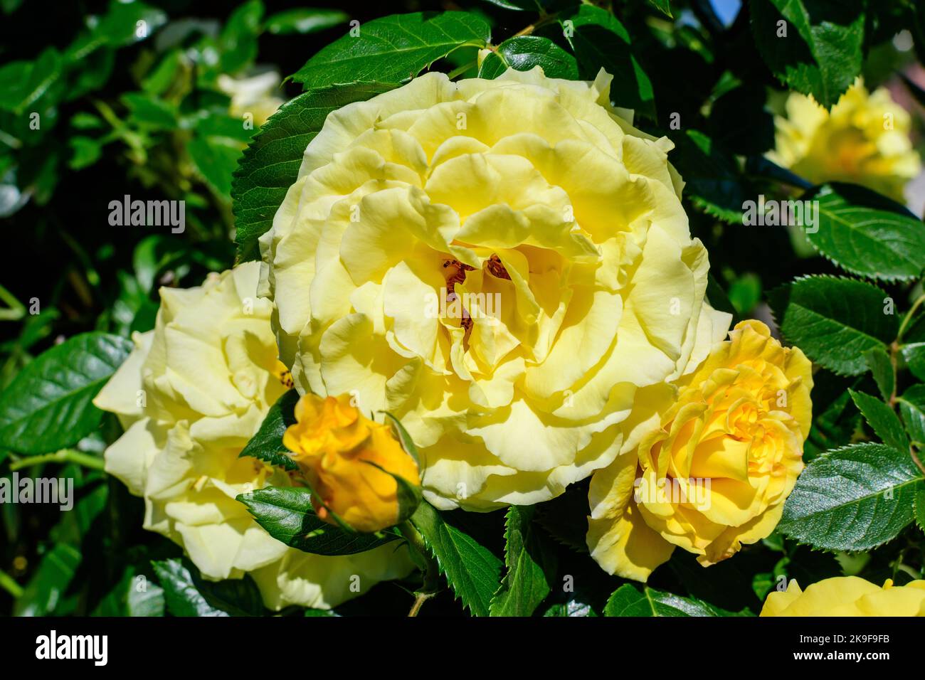 Close up of one large and delicate vivid yellow orange rose in full bloom and small water drops in a summer garden, in direct sunlight, with blurred g Stock Photo