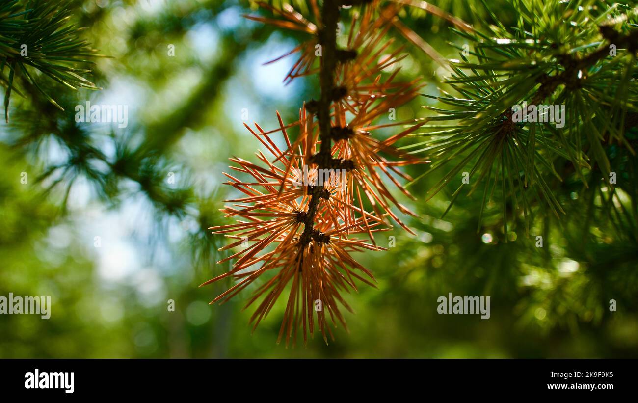 Dried pine tree needle leaves. Pine needle. Dry yellow pine branch. Focus is in the front. Selective focus close-up Stock Photo