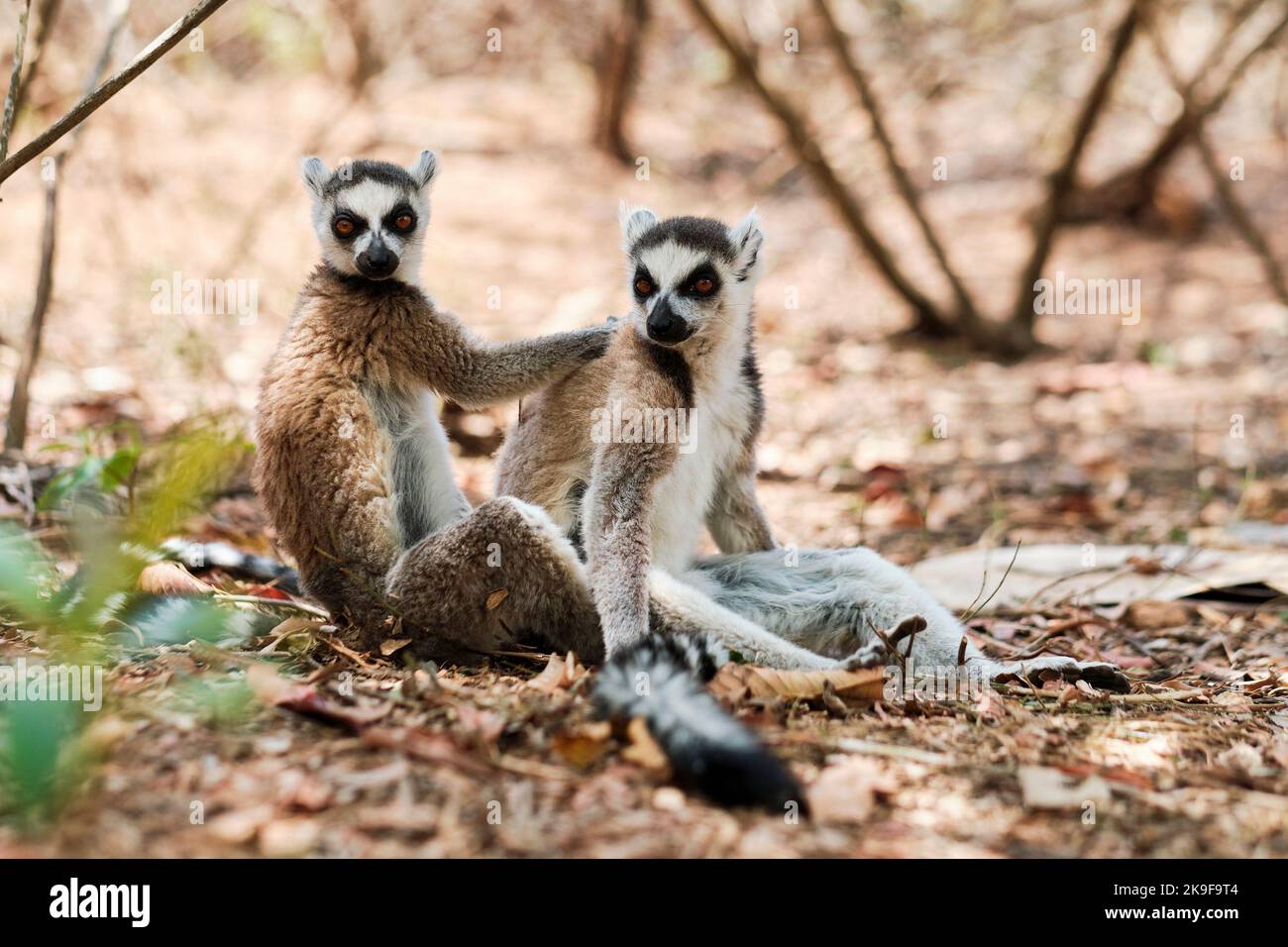 Nairobi, Madagascar. 21st Oct, 2022. Lemurs are seen near Antananarivo, Madagascar, Oct. 21, 2022. Many species of lemurs are listed on the International Union for Conservation of Nature (IUCN) Red List of Threatened Species and are in danger of extinction due to habitat destruction and illegal hunting in recent years. Credit: Iako Randrianarivelo/Xinhua/Alamy Live News Stock Photo