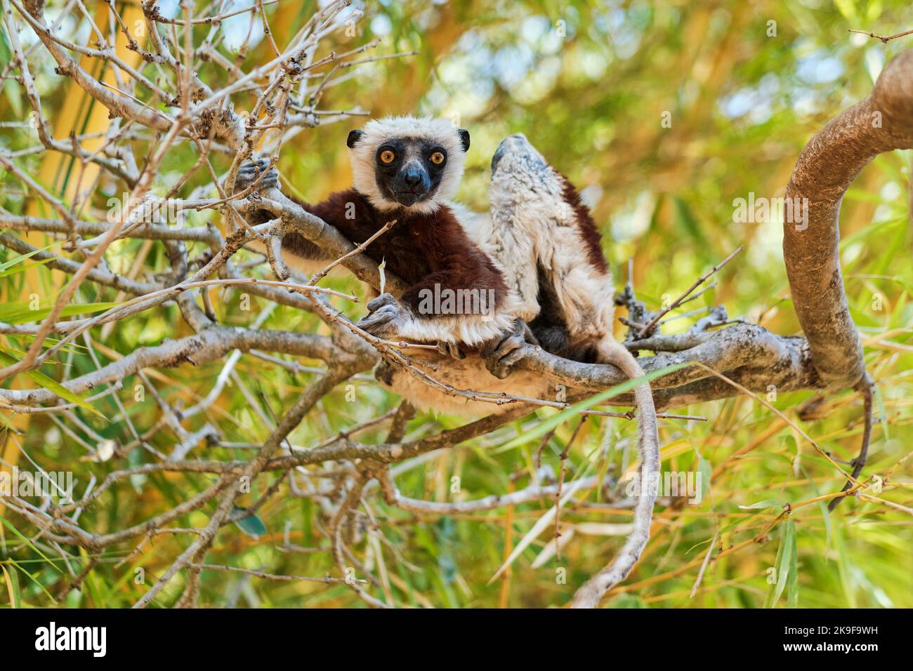Nairobi, Madagascar. 21st Oct, 2022. A lemur is seen near Antananarivo, Madagascar, Oct. 21, 2022. Many species of lemurs are listed on the International Union for Conservation of Nature (IUCN) Red List of Threatened Species and are in danger of extinction due to habitat destruction and illegal hunting in recent years. Credit: Iako Randrianarivelo/Xinhua/Alamy Live News Stock Photo