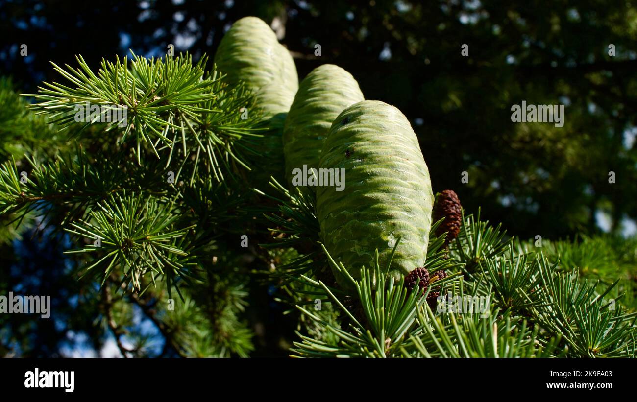 Raw pine cone. An immature pine cone. Pine tree seed. Pine nuts Stock