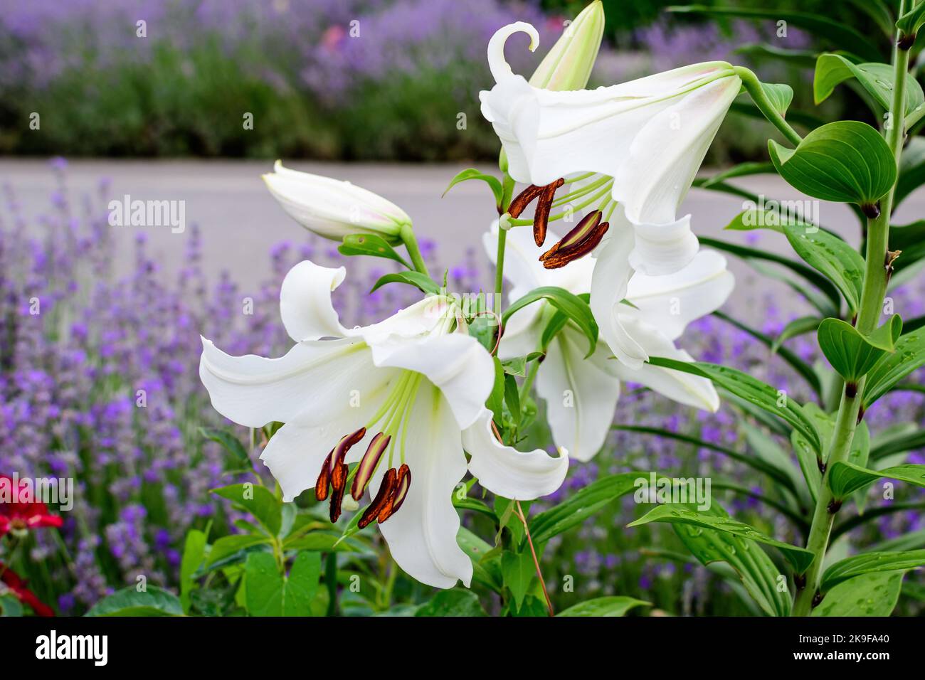 Group of many large white flowers and buds of Lilium or Lily plant in a British cottage style garden in a sunny summer day, beautiful outdoor floral b Stock Photo