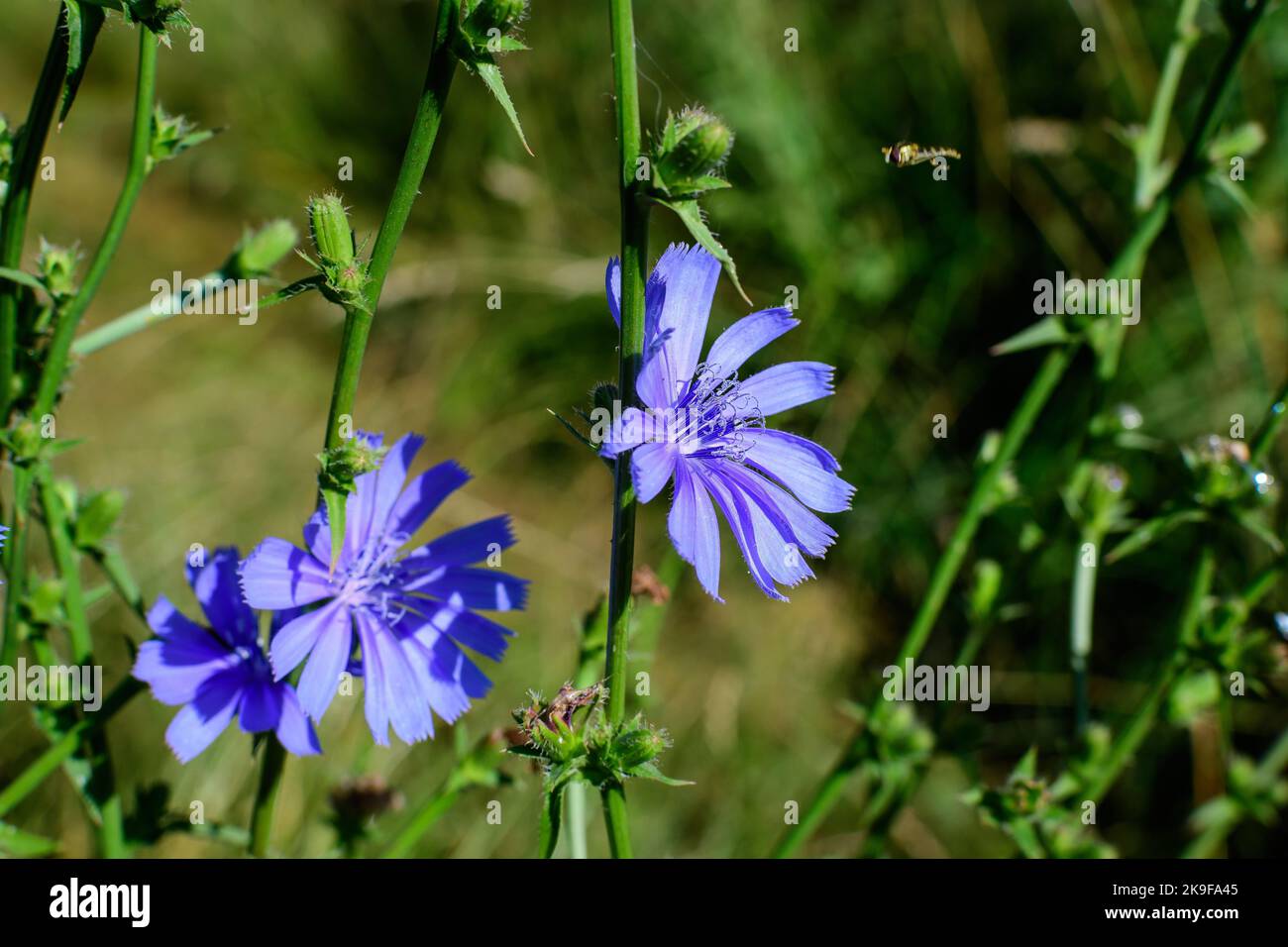 Vivid blue flower of wild common chicory plant, in a meadow in a sunny summer day Stock Photo