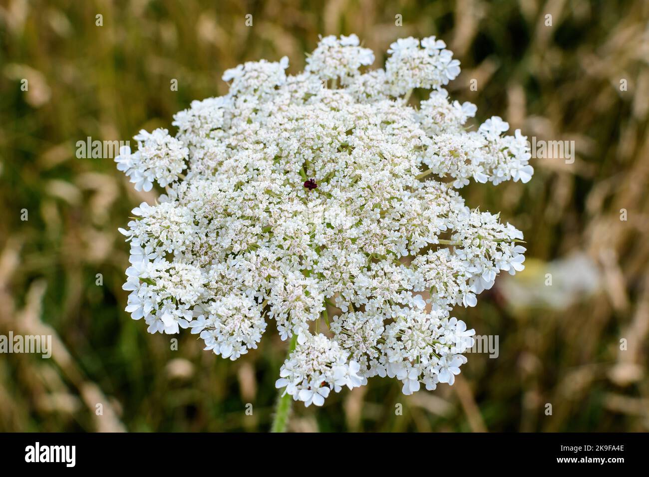 Many delicate white flowers of Anthriscus sylvestris wild perennial plant, commonly known as cow