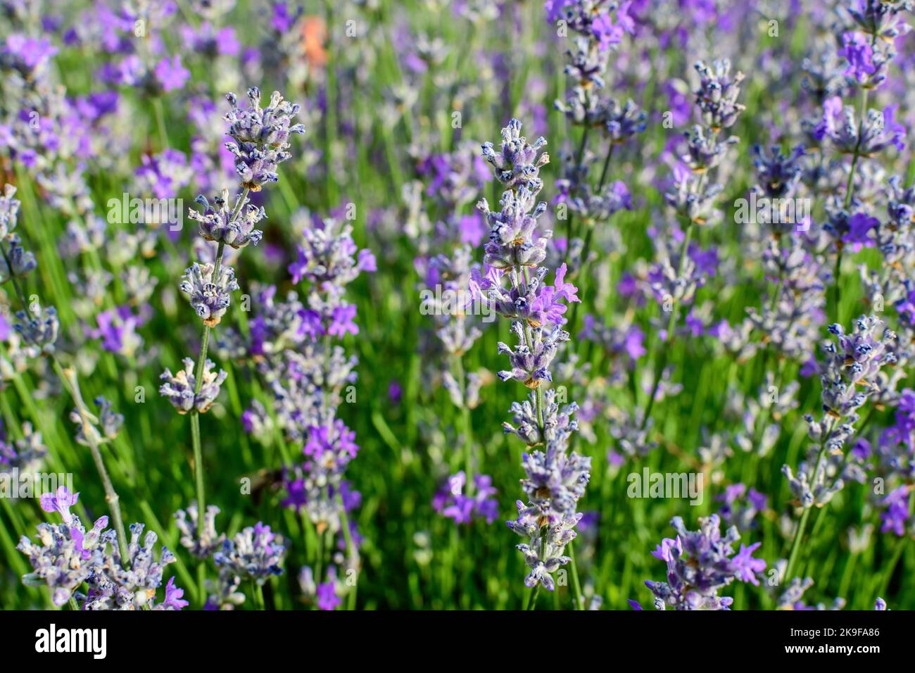Many small blue lavender flowers in a garden in a sunny summer day photographed with selective focus, beautiful outdoor floral background Stock Photo