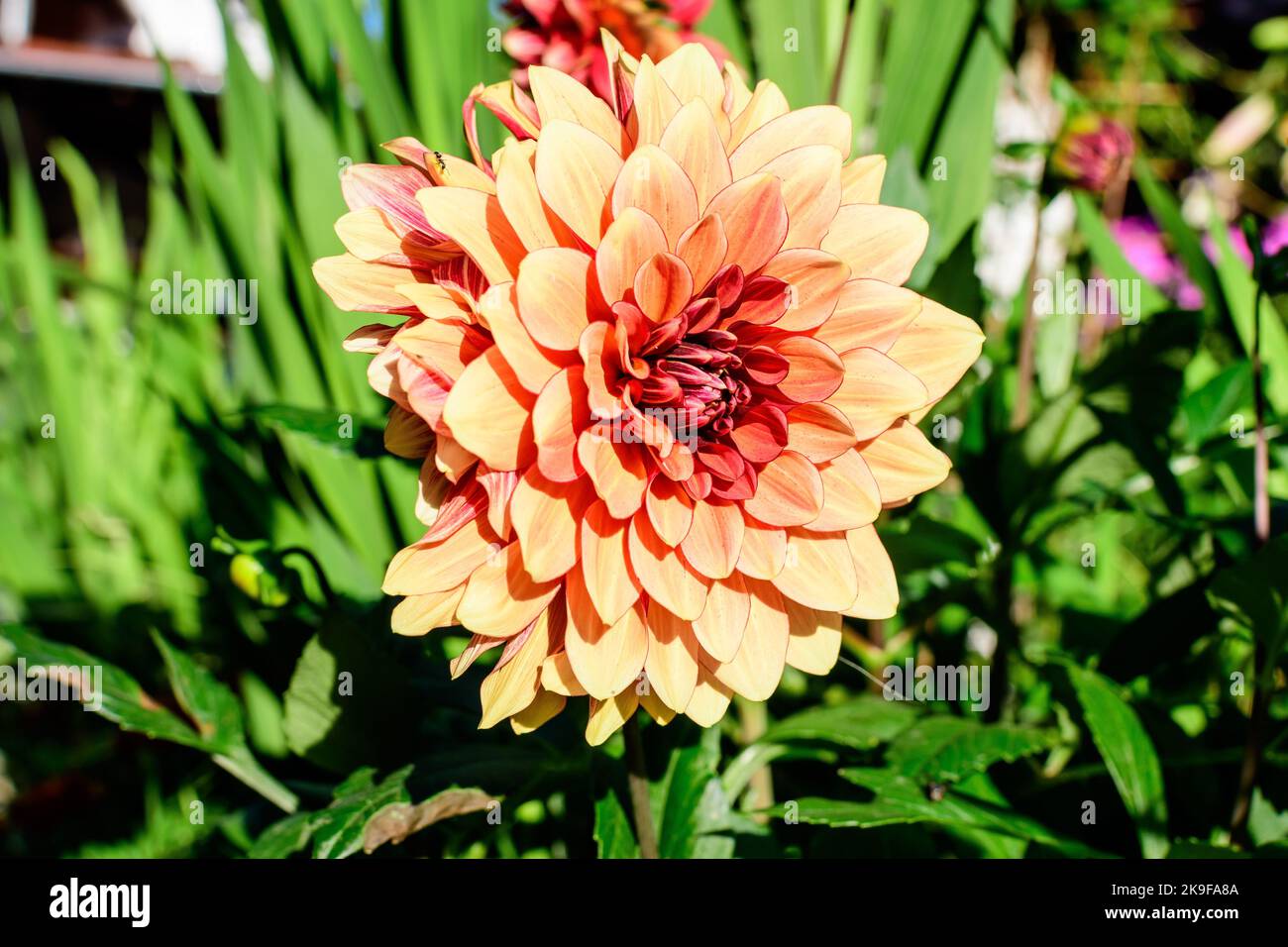 Close up of one beautiful large vivid orange dahlia flower in full bloom on blurred green background, photographed with soft focus in a garden in a su Stock Photo