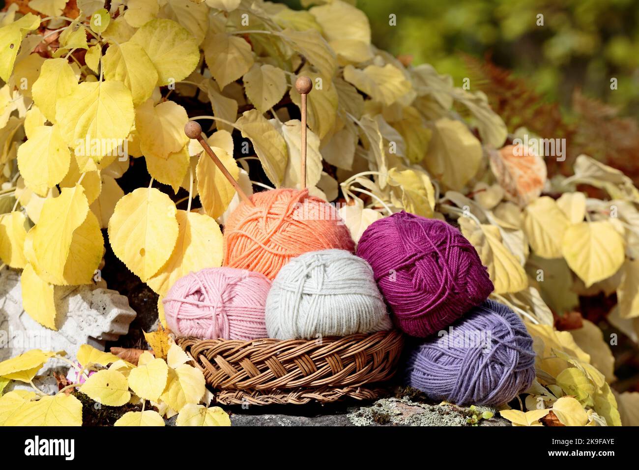 Basket full of colorful balls of yarn with yellow leaves on background Stock Photo