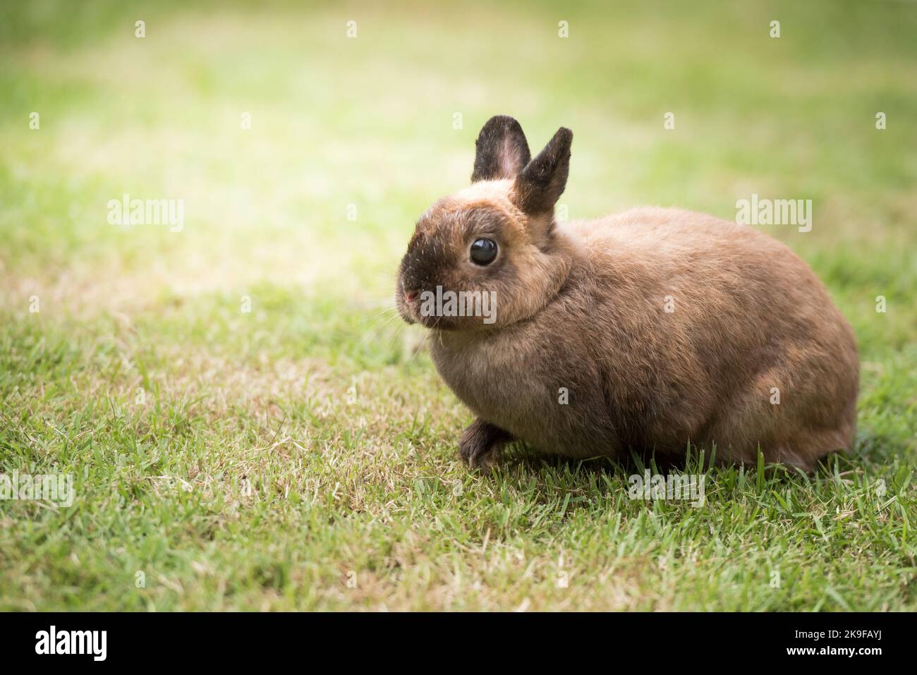 Rabbit sitting on green grass. Home decorative rabbit outdoors. Little bunny, Year of the Rabbit Zodiac, Easter bunny. Stock Photo