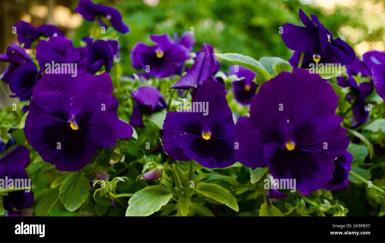 Garden flower in summer. Purple color flower. Purple violet. Stock Photo