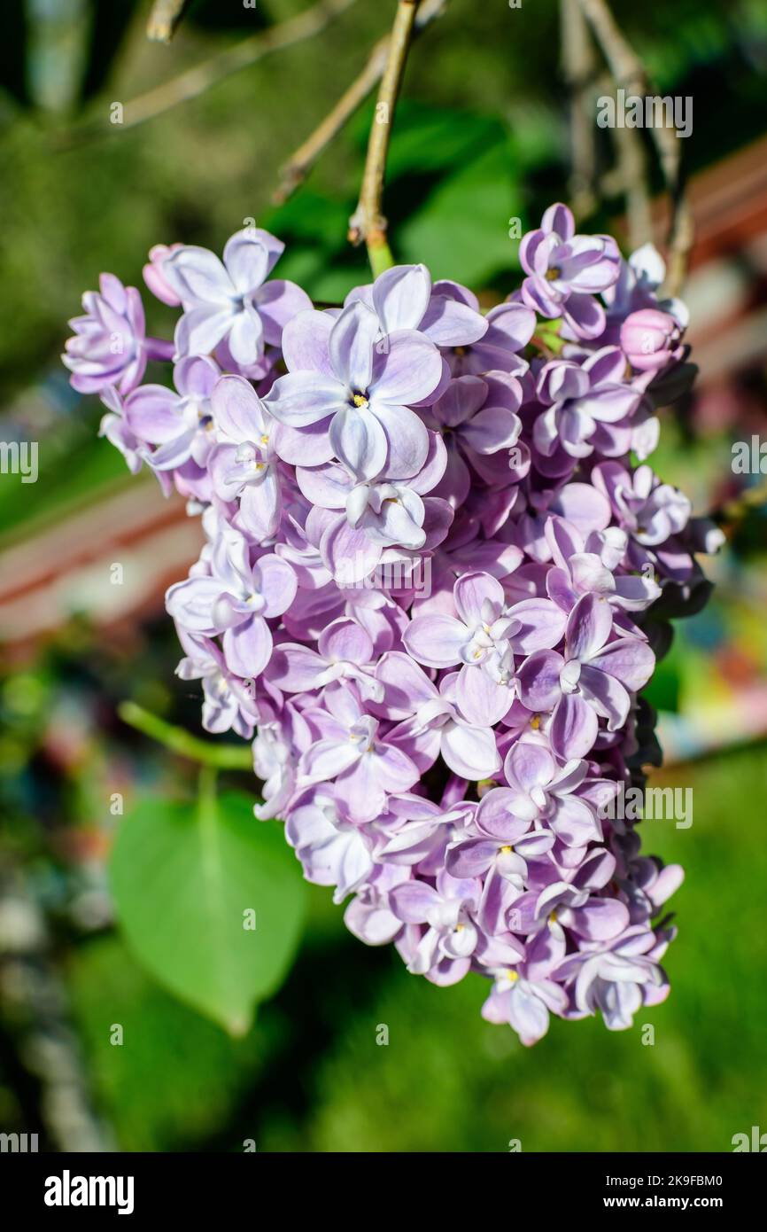 Group of fresh delicate small purple flowers of Syringa vulgaris (lilac or common lilac) towards clear blue sky in a garden in a sunny spring day, flo Stock Photo