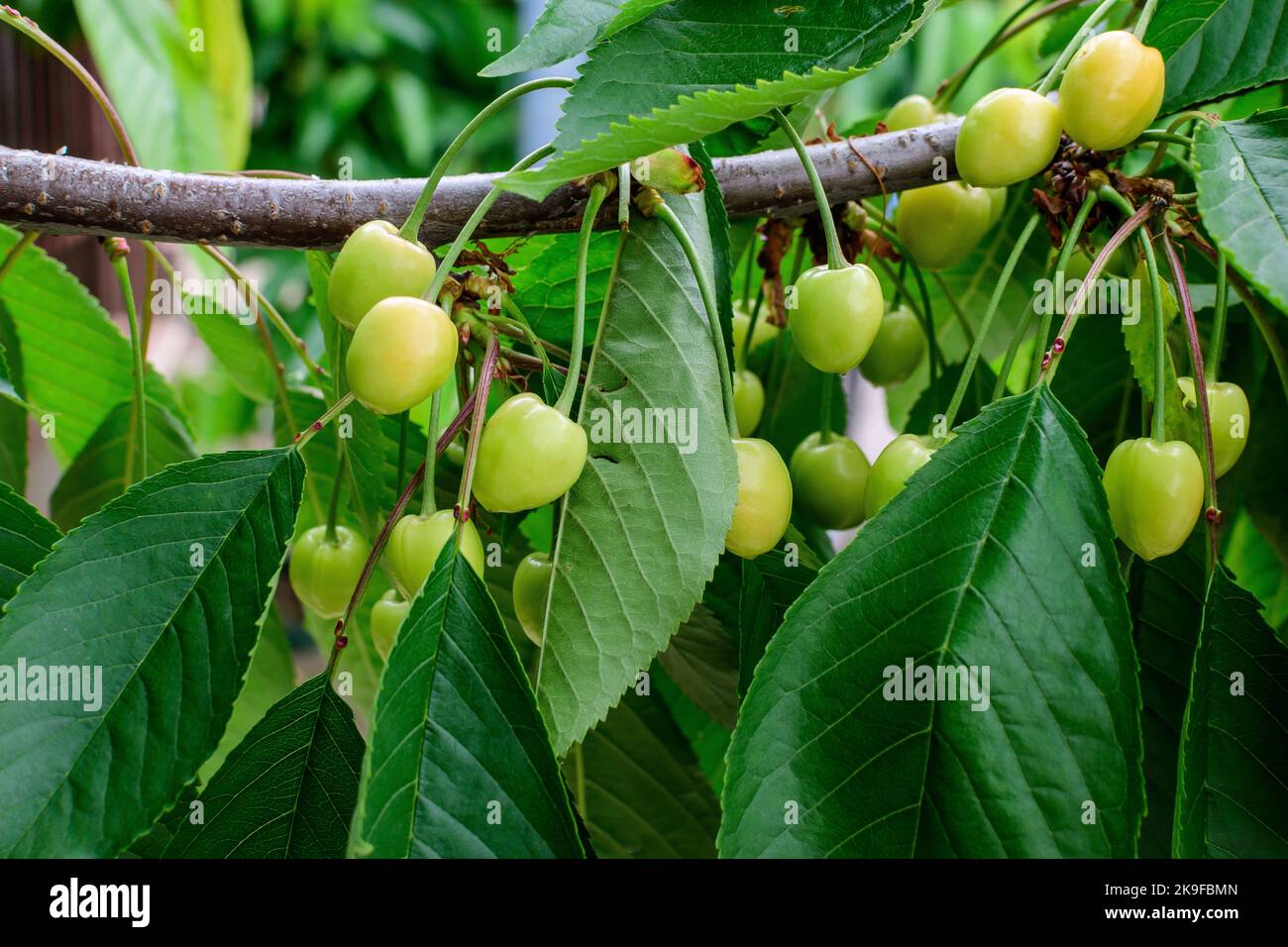 Close up of a small branch with fresh raw unripe organic sour cherries and green leaves in a tree in an orchard in a sunny summer day,  beautiful outd Stock Photo