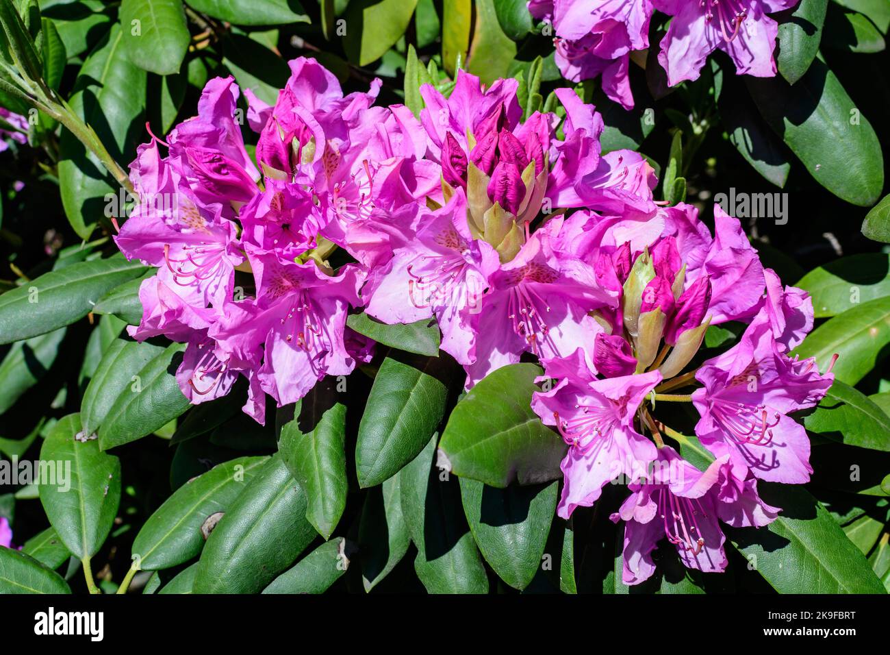 Bush of many delicate vivid pink flowers of azalea or Rhododendron plant in a sunny spring Scotish garden, beautiful outdoor floral background photogr Stock Photo