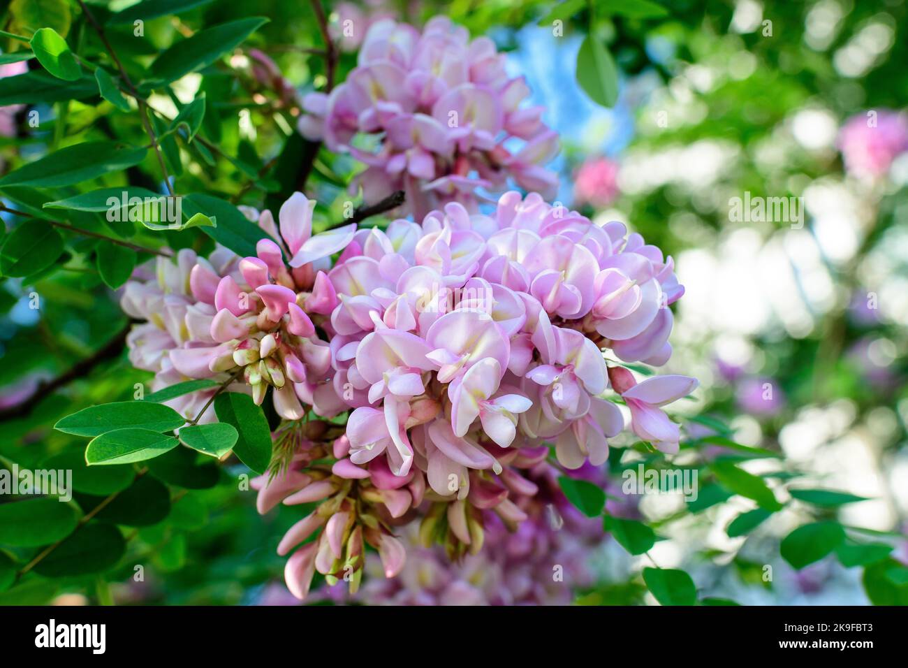 Pink flowers of Robinia margaretta Casque Rouge tree commonly known as locust, and green leaves in a summer garden, beautiful outdoor floral backgroun Stock Photo